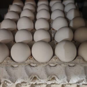 طبق بيض حبة كبيرة